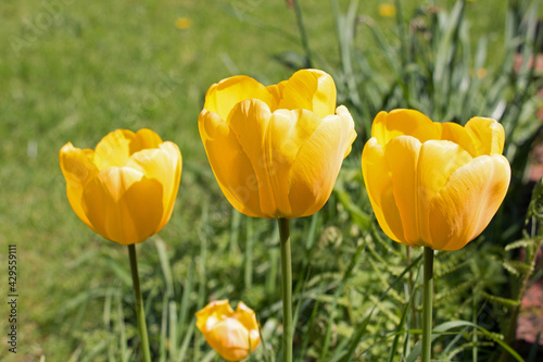 Bright yellow tulip flowers  Tulipa Golden Oxford hybrid  blooming in the spring sunshine