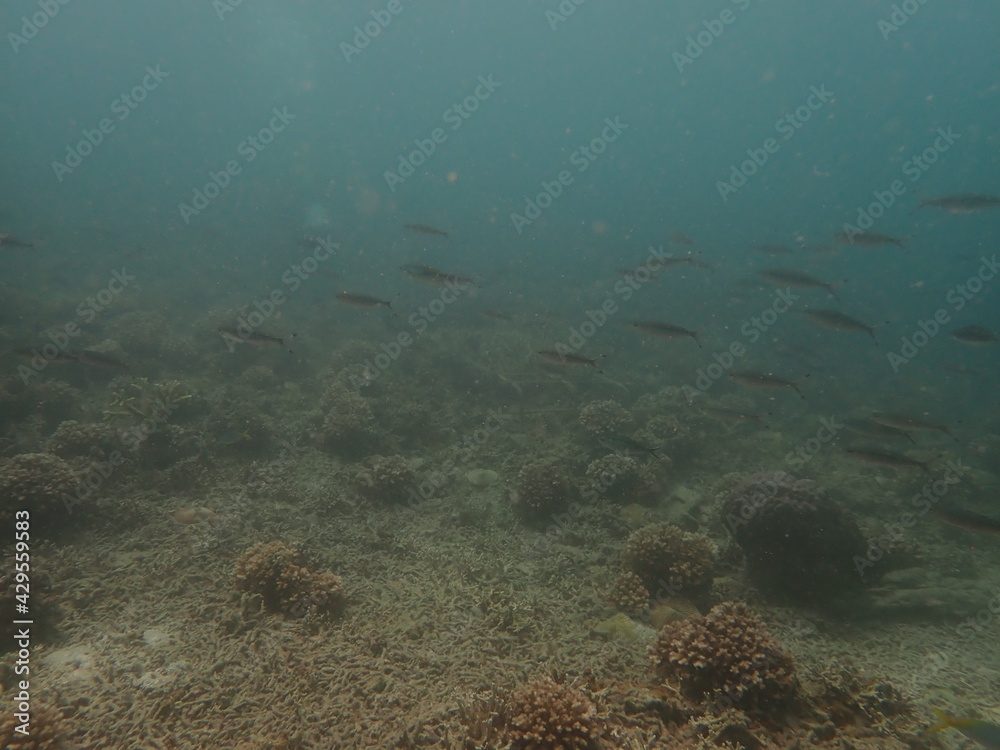 Obraz premium Coral transplant at coral nursery area in Marine park
