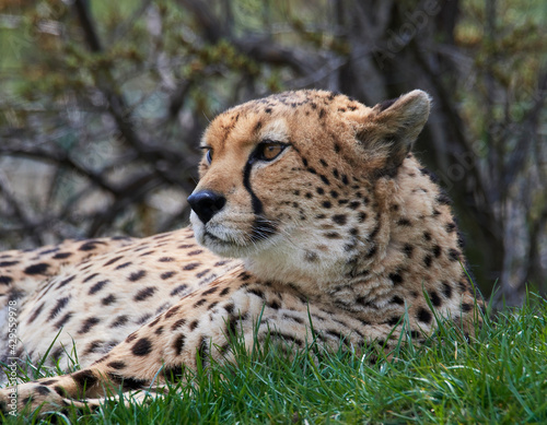 A cheetah (Acinonyx jubatus) in a grassy grassland and yellow flowers in a field.