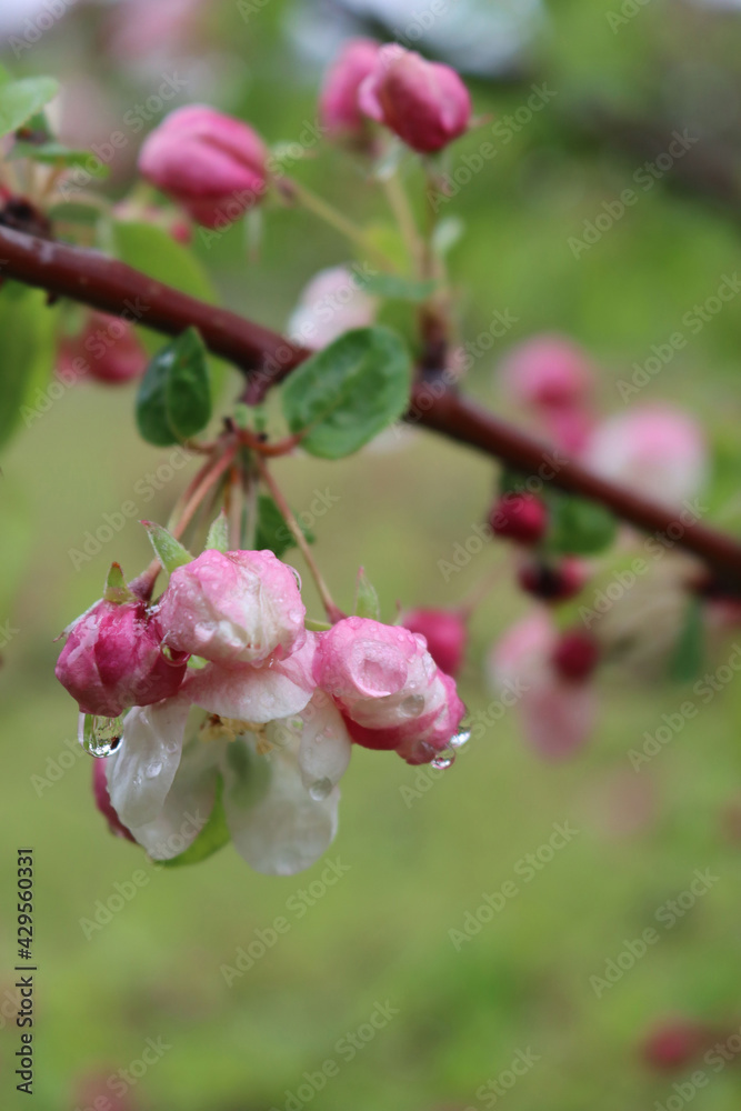 Fototapeta premium Pink and white Apple blossoms on branches covered by raindrops in the orchard on springtime. Malus domestica 