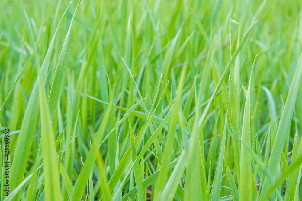 Fresh juicy green grass on a sunny spring day Fresh juicy green grass on a sunny spring day