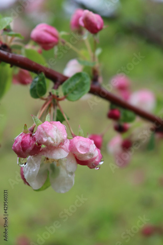 Pink and white Apple blossoms on branches  covered by raindrops in the orchard on springtime. Malus domestica 