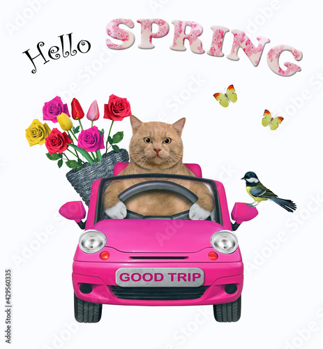 A reddish cat with a basket of flowers is driving a pink car. Hello spring. White background. Isolated.