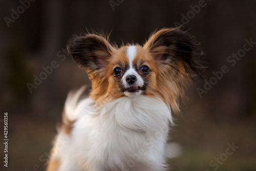 The cute dog with white brown hair is in the autumn in park. Papillon Butterfly Dog. Papillion