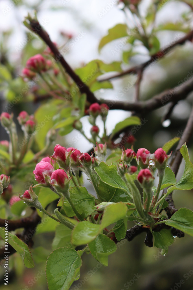 Pink and white Apple blossoms on branches  covered by raindrops in the orchard on springtime. Malus domestica
