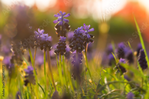 Muscari or grape hyacinth in the sunset rays. Spring flower background. Beautiful bright design of postcards  calendars  brochures. A glade of wild flowers on the blurred sunny background of the park.