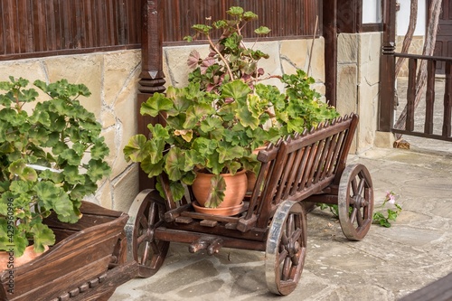 Green pelargonium geranium flowers in ceramic pot on wooden small decorative wagon cart as exterior decoration of yard, traditional Bulgarian house outlook.