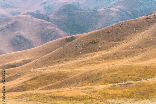 Sheep grazing on a hillside in autumn in northwest China