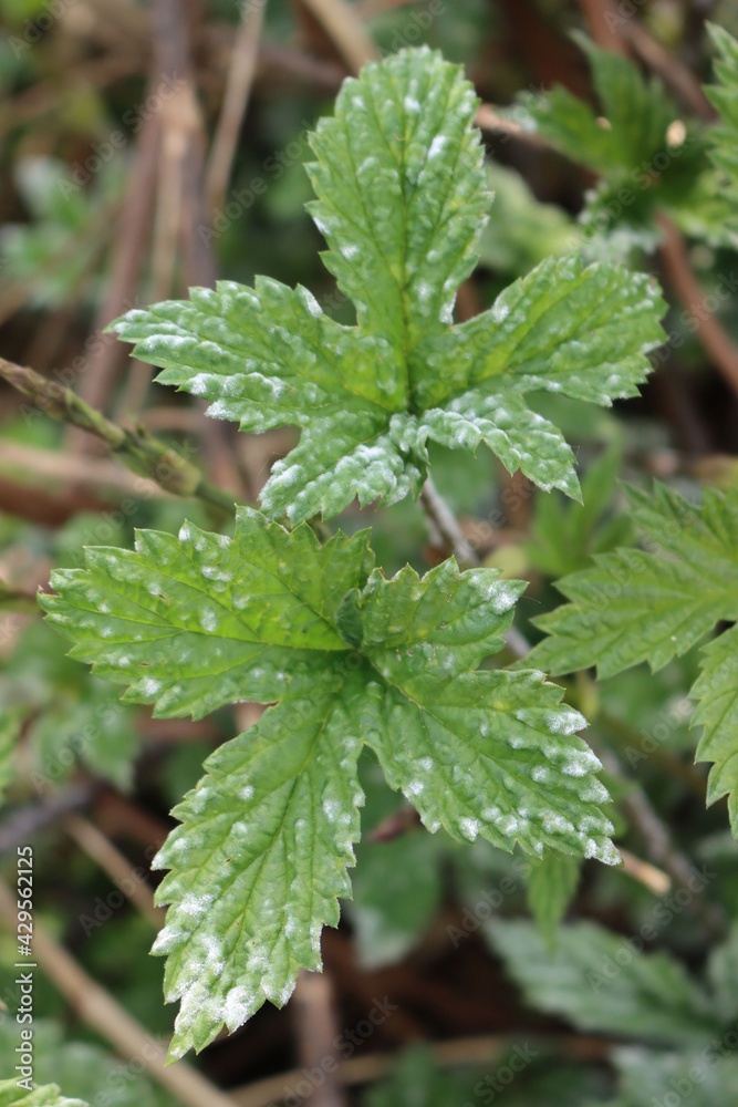 Common hop or Humulus lupulus branch with leaves with gray spots. Common Hop leaves with disease Common hop or Humulus lupulus branch with leaves with gray spots. Common Hop leaves with disease