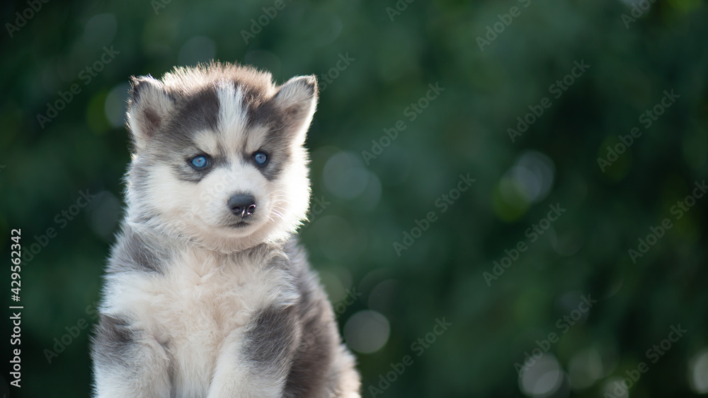 Close up of Blue eyes siberian husky puppy with copy space