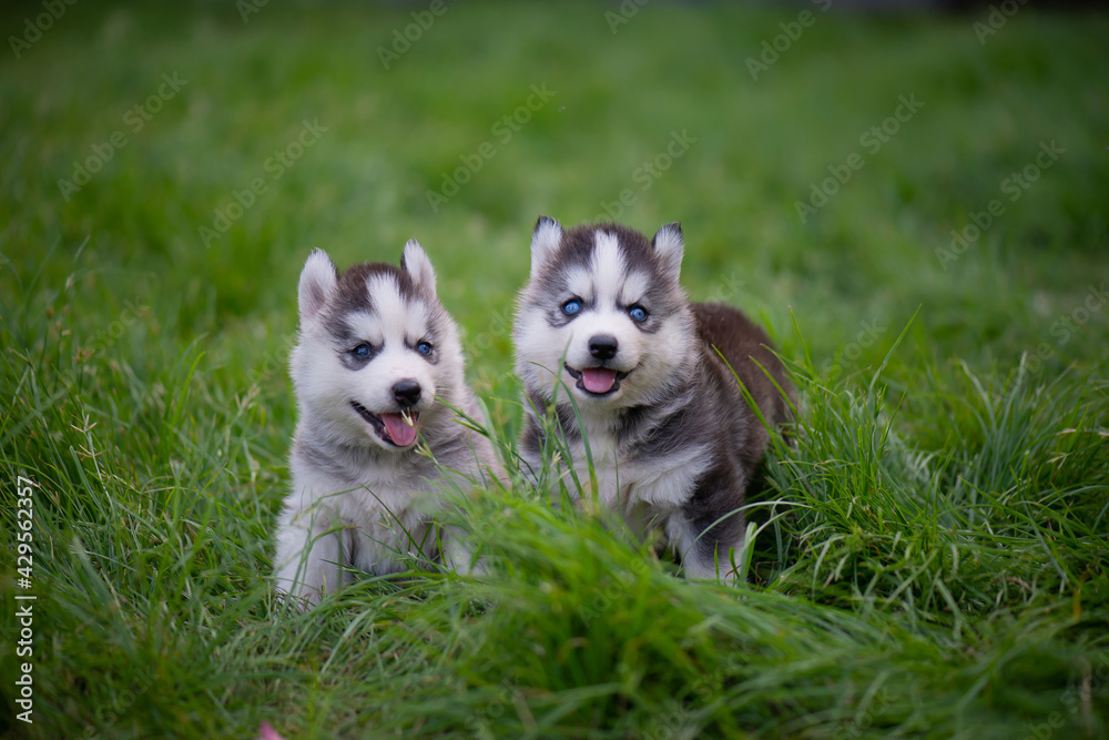 Fototapeta premium Two Blue eyes siberian husky puppies sitting on green grass