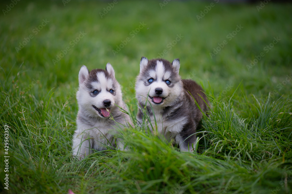 Two Blue eyes siberian husky puppies sitting on green grass