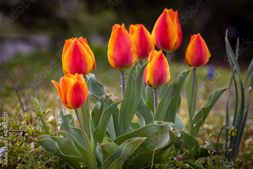 Tulpen