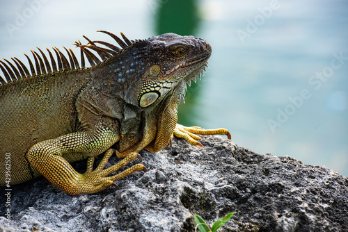Tropical fauna concept. Closeup of green iguana. Lizard basking in the sun South Florida.