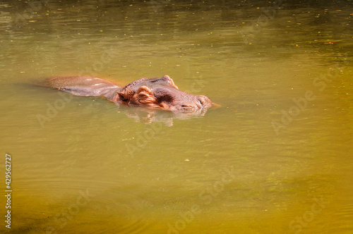 Hippopotamus