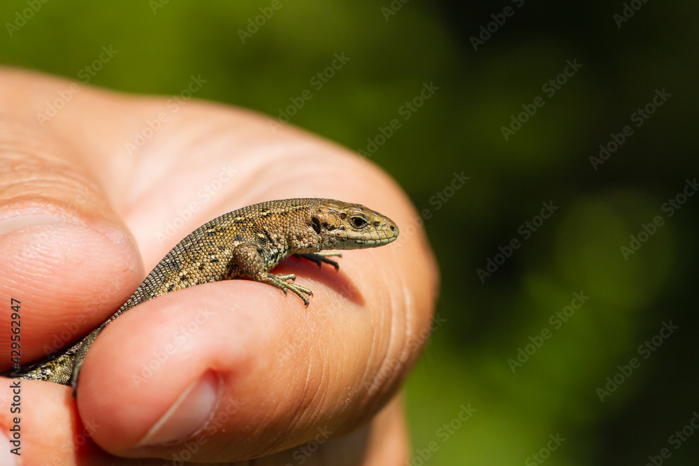 Man's hand holding a lizard with green background, animal concept. Man's hand holding a lizard with green background, animal concept.