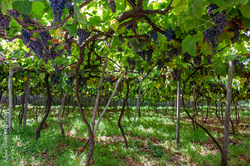 Wine production - grapes on the vine in a vineyard on the Portuguese island of Madeira. The majority of the island grapes are used in the production of Madeira Wine.