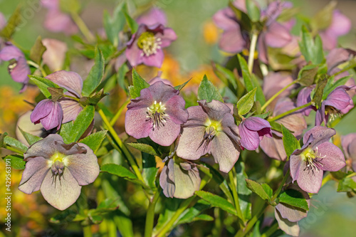 Blühende Lenzrosen, Helleborus orientalis, im Frühling photo