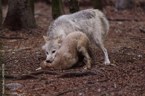 Loup et louveteau arctiques