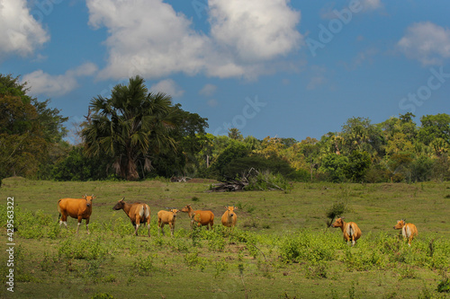 A herd of cows in the Sadengan Alas Purwo meadow, East Java, Indonesia