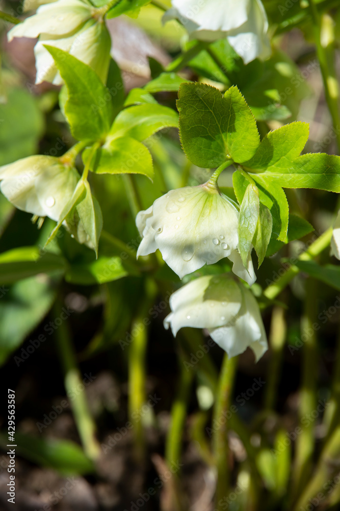 Obraz premium Beautiful delicate spring Helleborus flowers. Light green flowers with water drop on the petals. Macro, close up. Winter rose, green blossoms.