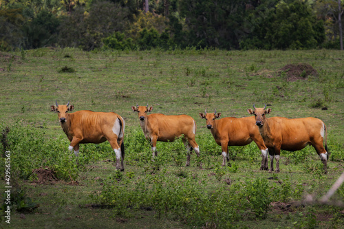 A herd of cows in the Sadengan Alas Purwo meadow, East Java, Indonesia photo