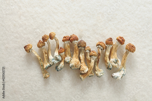 Psilocybe Cubensis mushrooms on ivory background. Psilocybin psychedelic magic mushrooms Golden Teacher. Top view, close-up. Micro-dosing concept.