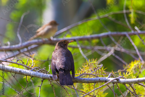 Blackbird standing on green...