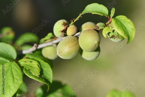 Japanese apricot fruits.  It is mainly used for Pickled plum and Plum wine.