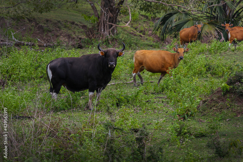 Fototapeta Naklejka Na Ścianę i Meble -  Black Bull and Herd