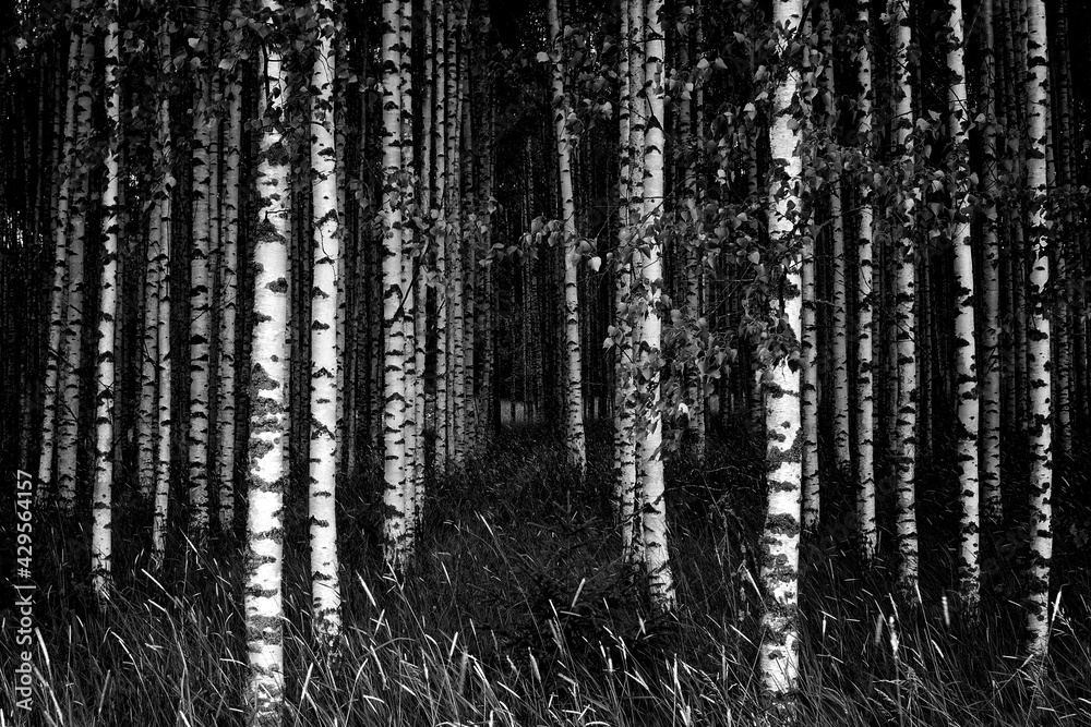 Birch trees in black and white Birch trees in black and white