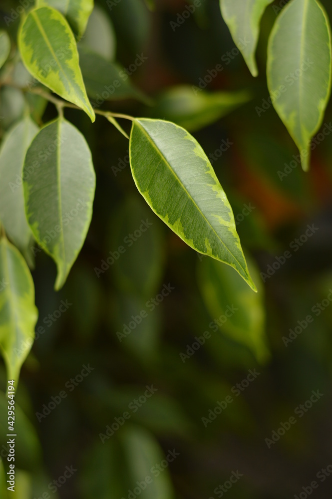Ficus tree as decorative plant with juicy green leaves close-up