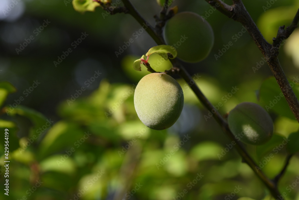 Japanese apricot fruits. It is mainly used for Pickled plum and Plum wine. Japanese apricot fruits. It is mainly used for Pickled plum and Plum wine.