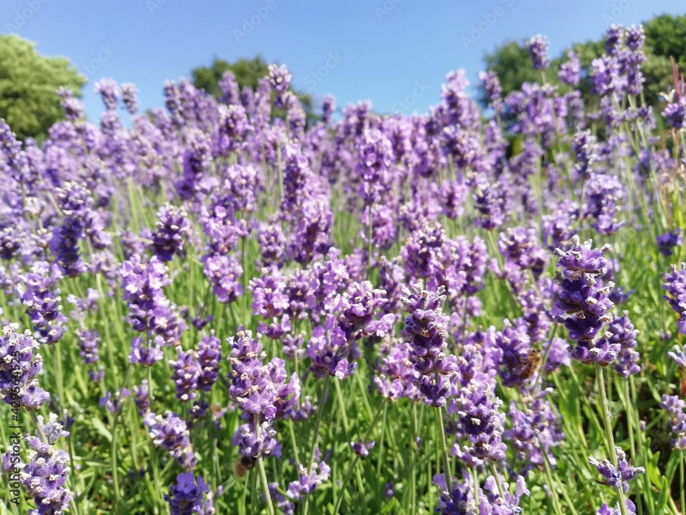 Obraz premium Lavender