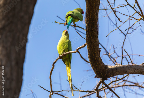 Long-tailed parrots in a ci...