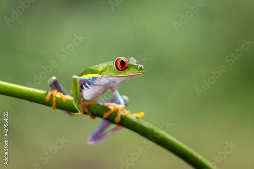 An amazing red eye tree frog sitting on a leave in rain forest of Costa Rica. The cutest of all local frogs and yet the most common one. Red eyes, green body and orange legs.