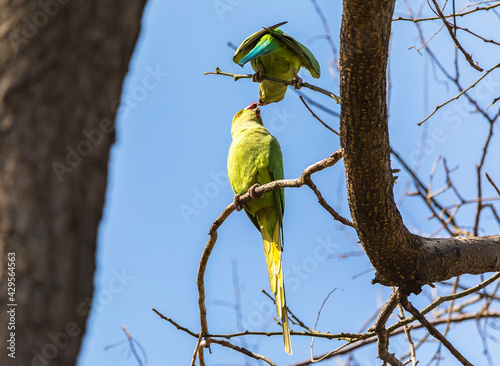 Long-tailed parrots in a ci...