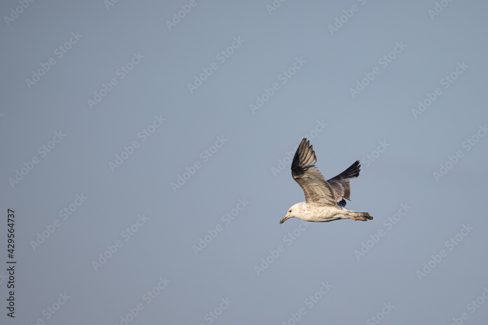 Fototapeta premium A single gull flying in the sky. Gulls, or colloquially seagulls, are seabirds of the family Laridae in the suborder Lari.