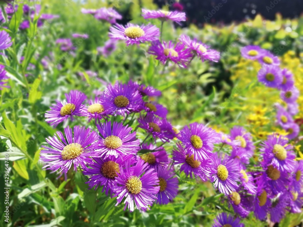 Purple daisies Purple daisies