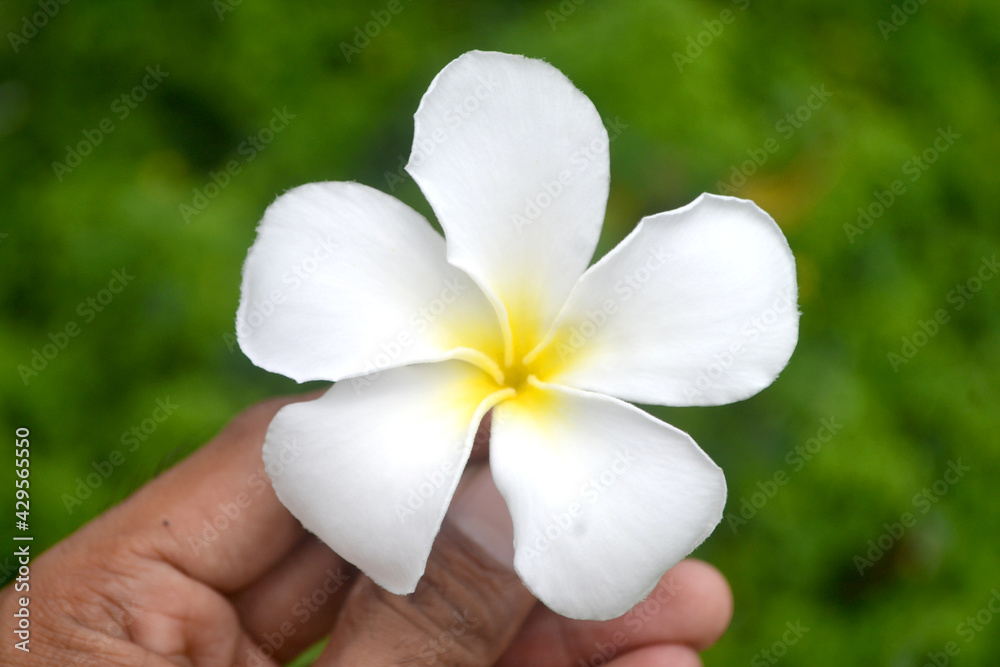 Beautiful white frangipani flower in the hand with blurred out natural green background Beautiful white frangipani flower in the hand with blurred out natural green background