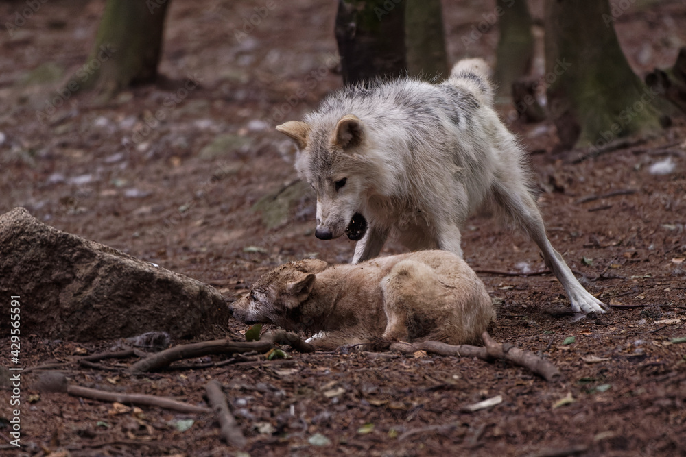 Loup et louveteau arctiques