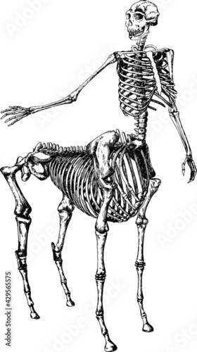 Centaurs Skeleton Anatomy monochromatic illustration. line art hand-drawn image of a Centaurus bone, centaurs bone anatomy, centaurs anatomy, centaurs front view