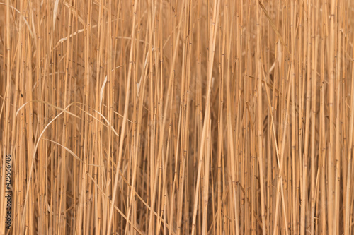 Background of reeds lit by the setting sun