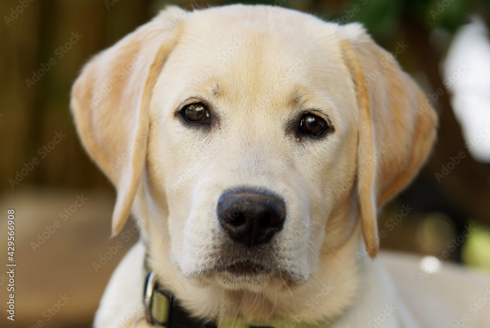portrait of young yellow labrador retriever dog portrait of young yellow labrador retriever dog