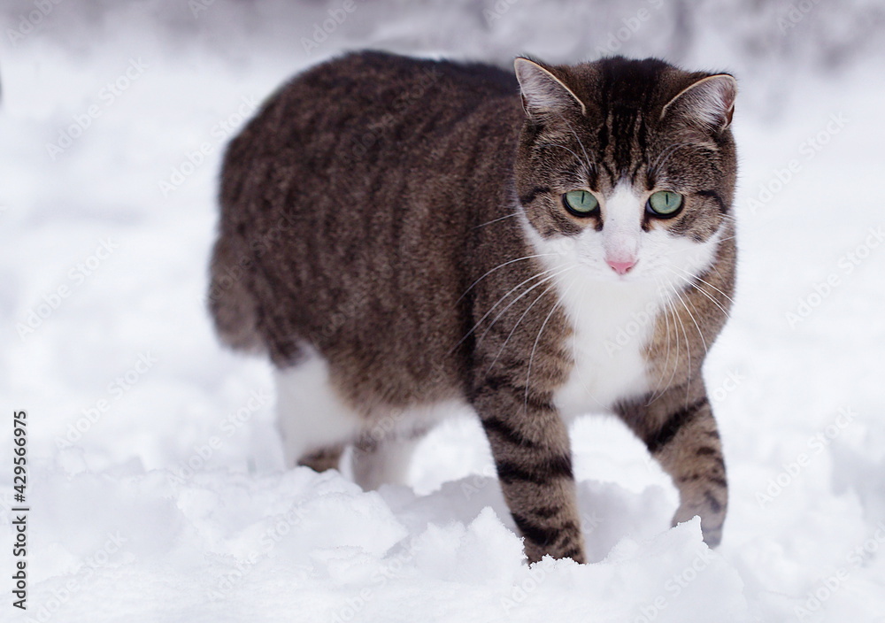 curious striped and white cat in snow