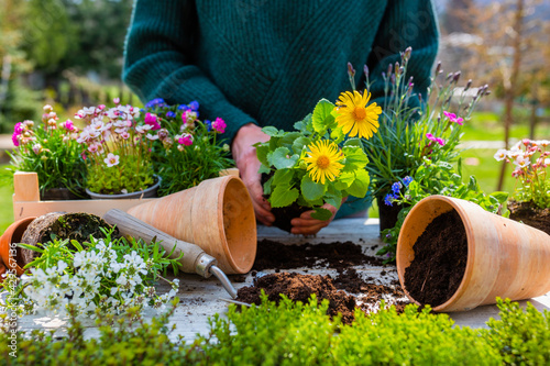 Woman planting seedlings of spring flowers into pots in the garden. photo