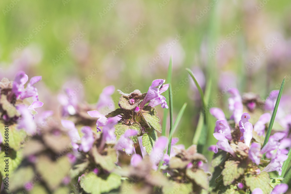 Violet Flowers Of Lamium Purpureum In Summer Field Meadow On Blurred Background Violet Flowers Of Lamium Purpureum In Summer Field Meadow On Blurred Background