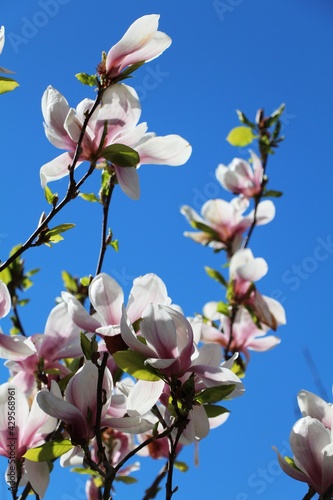 White Magnolia blossom against blue