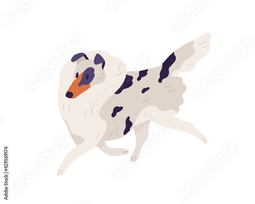Small dog of Sheltie breed. Shetland doggy walking. Pet with spotted multicolored shaggy coat. Sweet spotty puppy with fluffy hair. Colored flat vector illustration isolated on white background