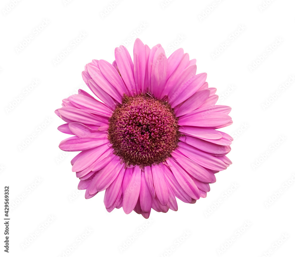 Barberton daisy flower or pink gerbera blooming top view isolated on white background ,clipping path